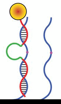 animated gif depicts the walking mechanism behind a DNA walking system