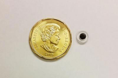 Size of the magnetic implant is compared to the Canadian one-dollar coin