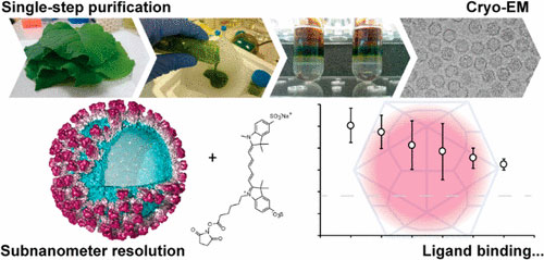 Engineering Recombinant Virus-like Nanoparticles from Plants for Cellular Delivery