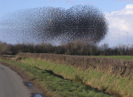 swarm of birds