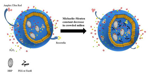 Enzymatic reaction inside a nanoreactor, on the left in absence and of a crowding agent and on the right with molecular crowding