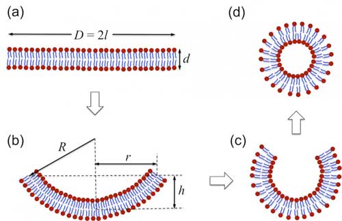 A Schematic Illustration of Vesicle Formation Via Self-Assembly