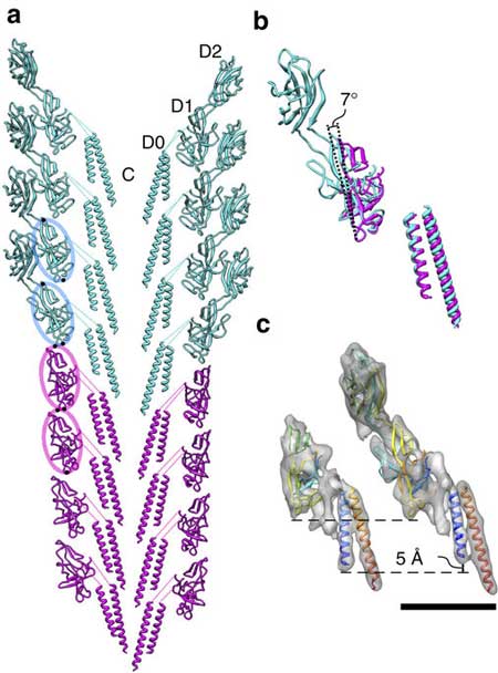 Molecular models of the flagellar rod (purple) and hook (blue green) and their comparison