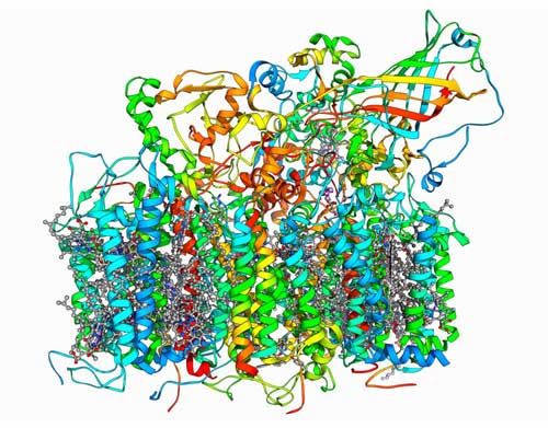 Photosystem II is a complex enzyme that uses sunlight to split water into hydrogen and oxygen