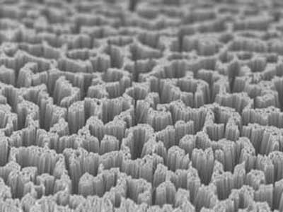a forest of silicon nanowires