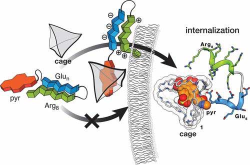 Anion Recognition as a Supramolecular Switch of Cell Internalization