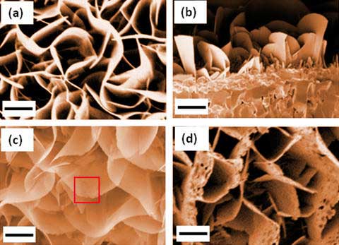 Colorized SEM images of iron oxide nanoblades