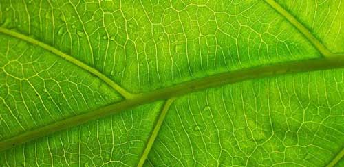 Close-up of a leaf showing its veins