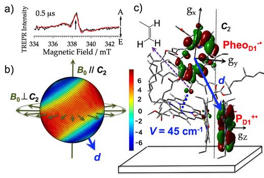 The spectrum for the photosystem II complex obtained using time-resolved electron paramagnetic resonance
