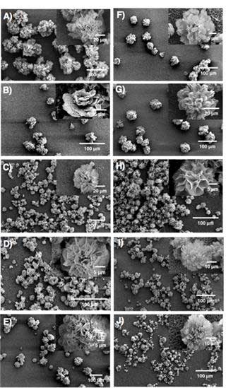 SEM images show the effect of the DNA sequence and length of the formation of DNA-nanoflowers