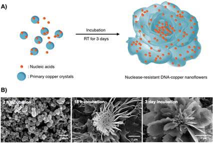 Schematic illustration of the formation of nuclease-resistant DNA-inorganic nanoflowers
