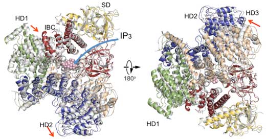 Comparison of IP3R cytosolic domain structures