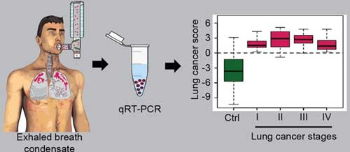 Scientists can collect RNA molecules released from lung tissue and amplify them with the help of polymerase chain reaction (qRT-PCR)