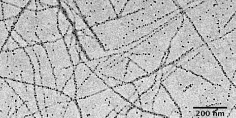 Edible whey protein nanofibrils carrying iron nanoparticles