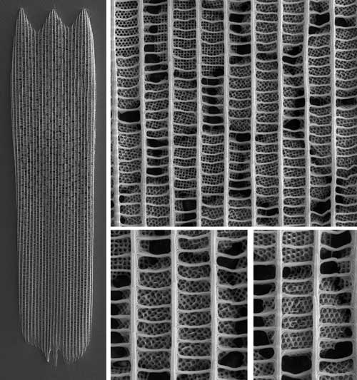 Ultrastructure of the Hairstreak butterfly wing scales at different resolutions