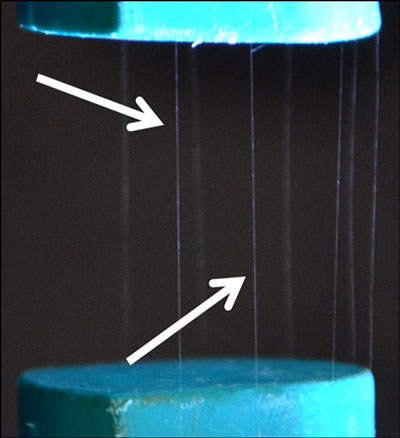 Filaments of hybrid spider silk with wood nanocellulose