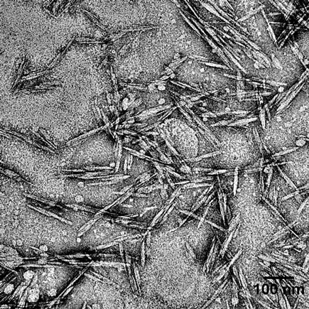 Rod-like cellulose nanocrystals approximately 120 nanometers long and 6.5 nanometers in diameter under the microscope