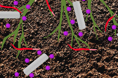 oots of a corn plant infected by endoparasitic nematodes (in red). The plant is being treated with a pesticide (purple sphere) encapsulated into Tobacco mild green mosaic virus (grey rods)