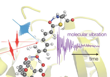 using  three light pulses to excite vibrations in photoactive yellow protein molecules