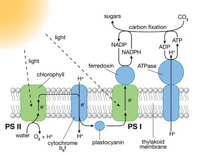 depiction of natural photosynthesis