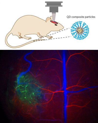 experimental set-up with composite SWIR quantum dots injected into the circulation and then imaged through a cranial window in the mouse brain