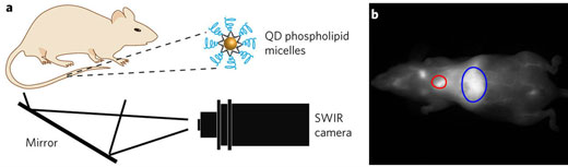 SWIR quantum dot imaging