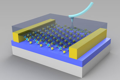device featuring a polymer (semi-transparent blue) atop an atomically thin layer of a compound called molybdenum disulfide