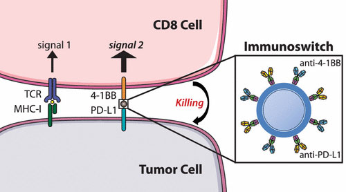 nanoparticles are coated with two different antibodies that simultaneously block the inhibitory checkpoint PD-L1 signal and stimulate T cells via the 4-1BB co-stimulatory pathway