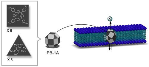 3D structure of the synthetic iodide-transporter PB-1A
