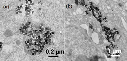 nanoparticles internalized into cancer cells