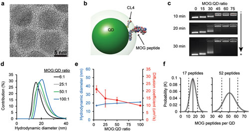 MOG quantum dots offer tunable display of MOG peptide ligands