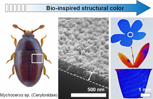 Creating colors by copying beetle nanostructures could find applications in dyes, inks and sensors