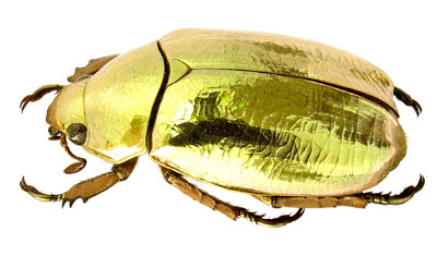 jewel scarab beetle Chrysina resplendens