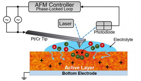 Schematic of the electrochemical strain microscopy technique used to measure which regions of the P3HT film could subtly swell to let in ion molecules