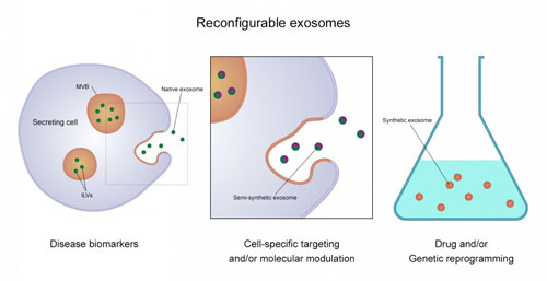 how exosomes can be produced