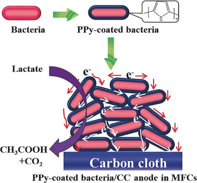 Coating of individual bacterial cells with an electron-conducting polymer provides for a high-performance anode for microbial fuel-cell applications