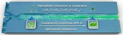 This shows cooperativity in hydrophobic interactions