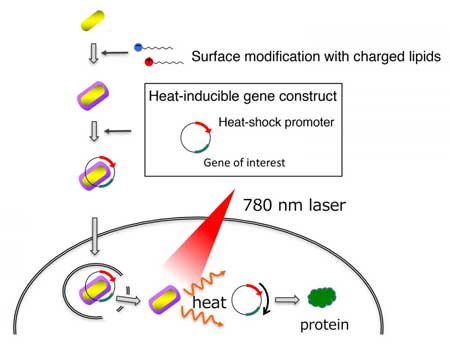 delivery and activation of genes by gold nanorods