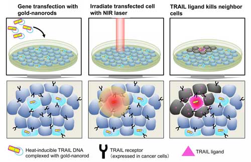 Gold nanorods carrying the heat-inducible TRAIL gene are transfected into cancer cells
