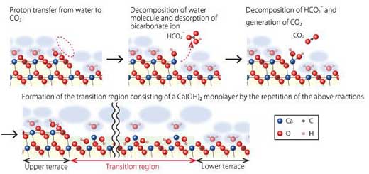 Atomistic dissolution model of calcite surface in water