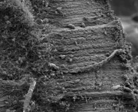 An electron microscope image shows quartz fibers with carbon nanotubes after epoxidation