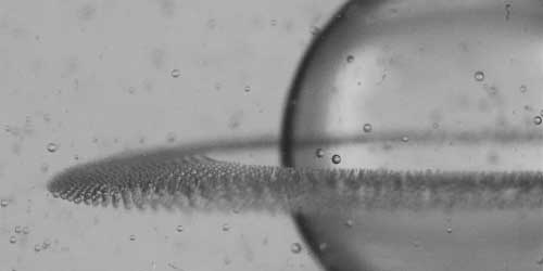 An electric field can pull apart a millimeter-sized oil drop, causing it to shed thin rings from its equator that then break up into tiny droplets