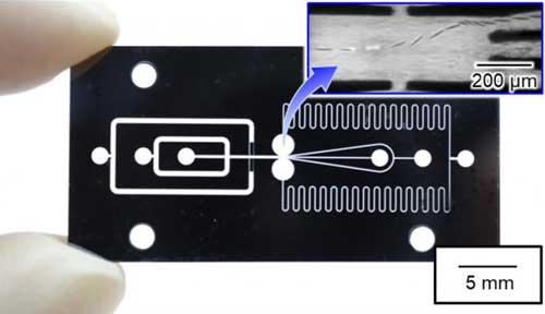 Microfluidic Chip Which Enables High-Speed Sorting of Large Cell