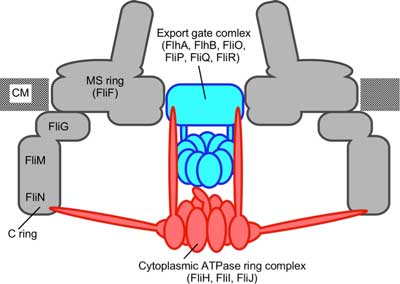 Schematic diagram of the flagellar protein export apparatus