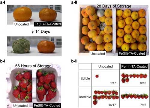 Photos of Uncoated Fruites and Fe(III)-TA-Coated Fruits