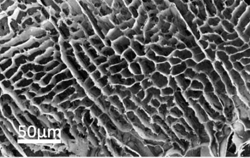 A microscope image shows the high surface area of hexagonal-boron nitride foam glued together with polyvinyl alcohol