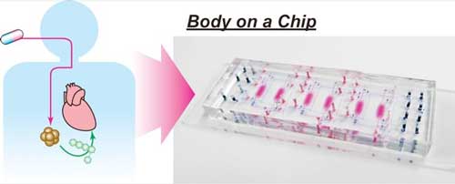 Body-on-a-chip device