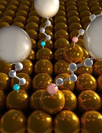 Molecules with amino groups (pink) attach to gold atoms projecting from the surface of the nanorod