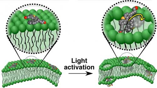 Motorized molecules that target diseased cells may deliver drugs or kill the cells by drilling into the cell membranes