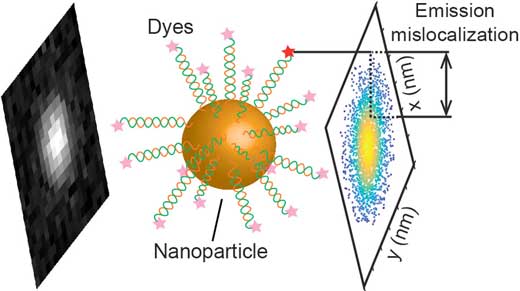 This graphic shows the artifact introduced when nanoparticles are used to brighten the fluorescent dyes that highlight biologic processes